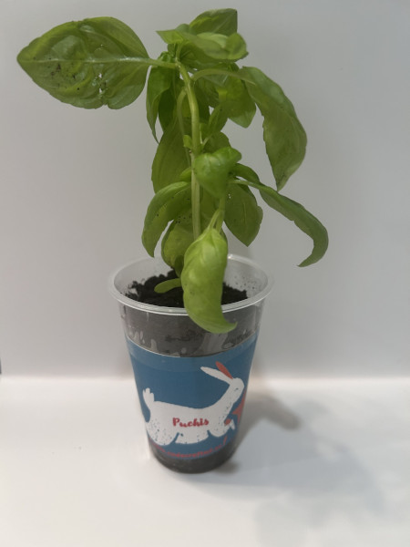 Basilic Plants